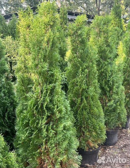 Туя с доставкой с полей