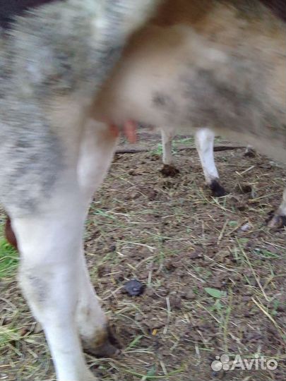 Корова телка