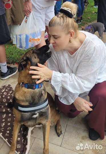 Выгул собак