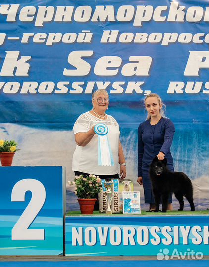 Кобель вязка