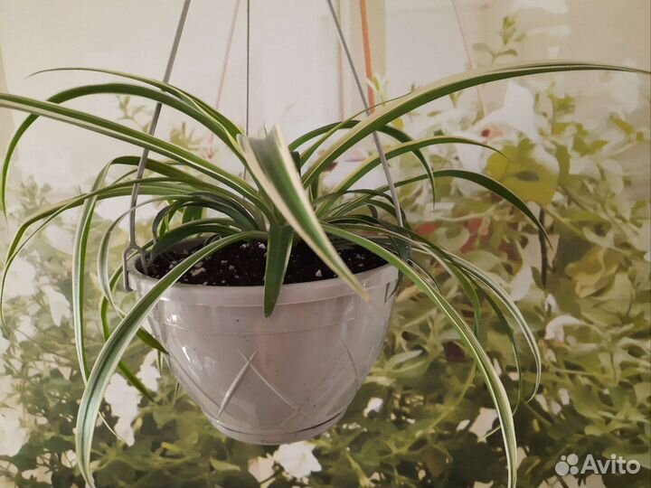 Комнатные растения.Хлорофитум хохлатый