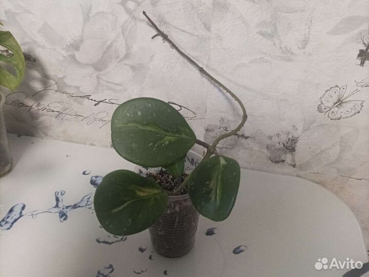 Монстеры, кротон, хойя обовата вариегатная