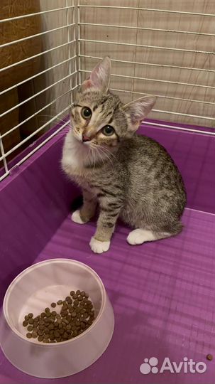 Котенок Шипучка ищет дом или домашнюю передержку