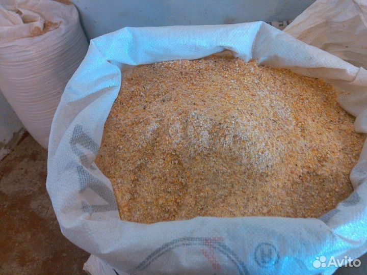 Кукуруза фуражная