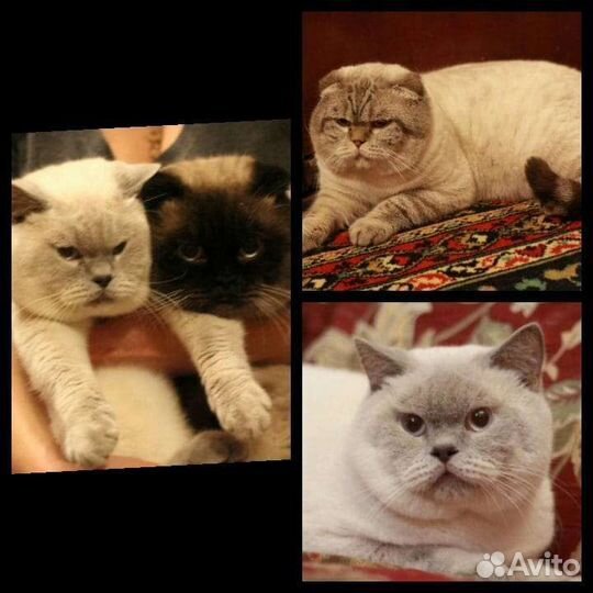 Шотландские малыши