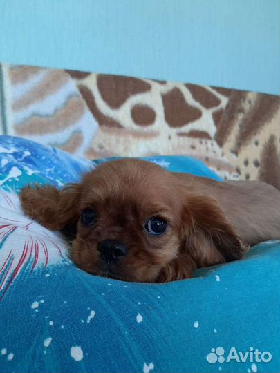 РКФ кавалер кинг чарльз дети