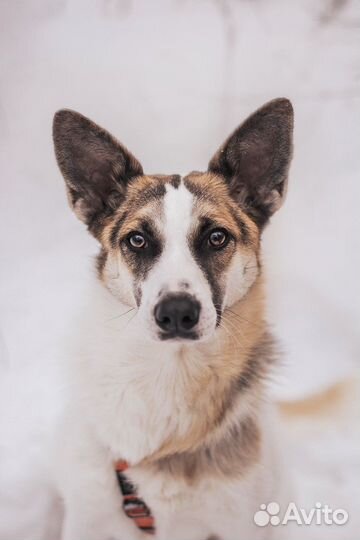 Собака бесплатно/метис в добрые руки в дар