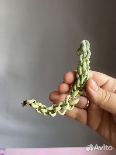 Суккуленты. Седум моргана,эхеверия лау, церопегия