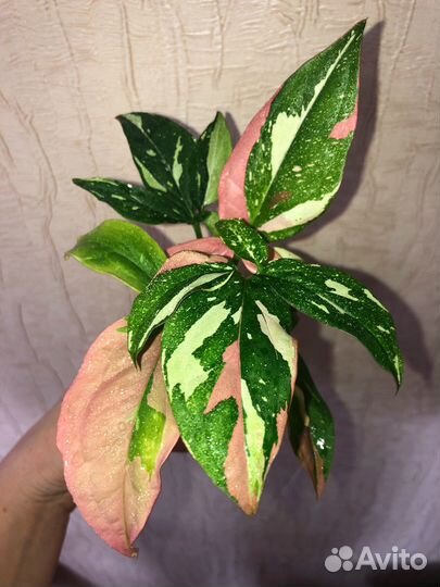 Сингониумы