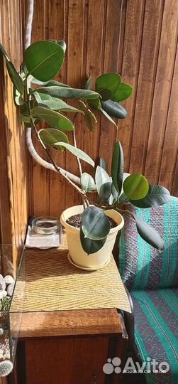 Фикус каучуковый