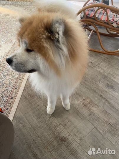 Случка, вязка