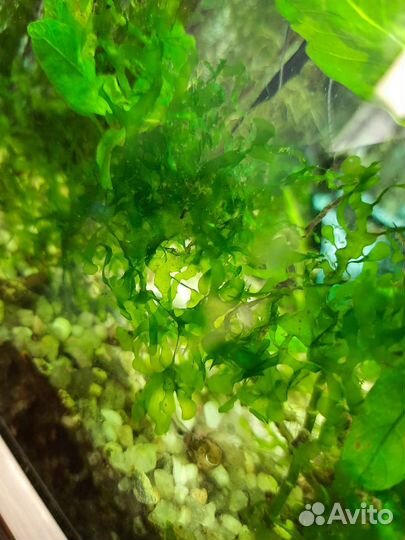 Растения, прополка