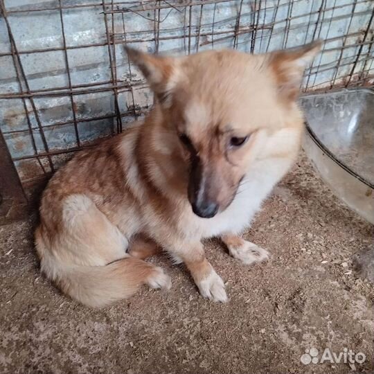 Собака в отлове размером с кошку