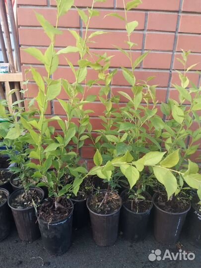 Сливы саженцы