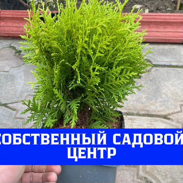 Туя с доставкой