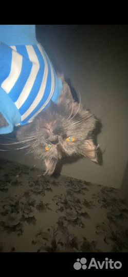 Кошка в добрые руки