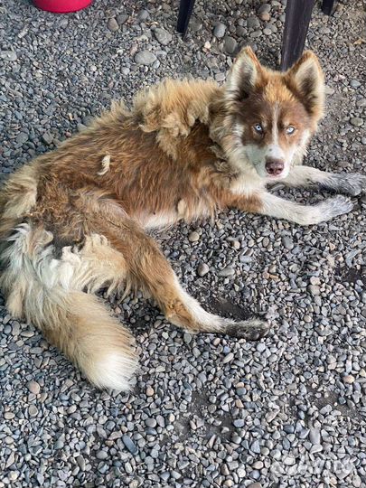 Собака хаски