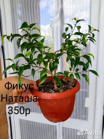 Фикусы, часть 3