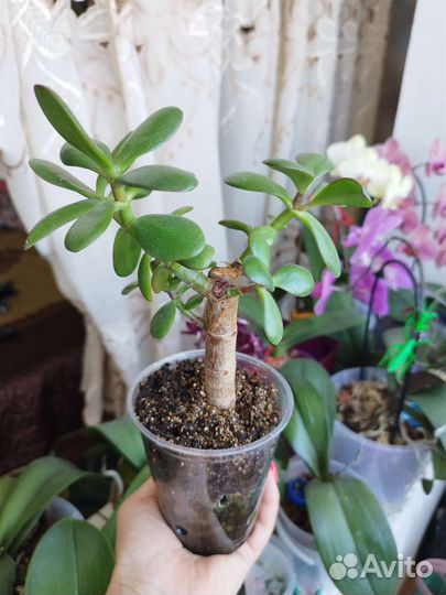 Толстянка,денежное деревце