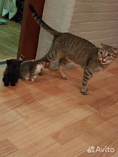 Вислоухие котята