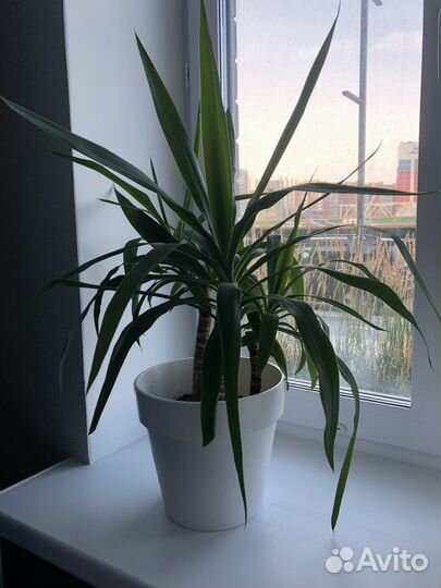 Юкка, фикус, шефлера, молочай