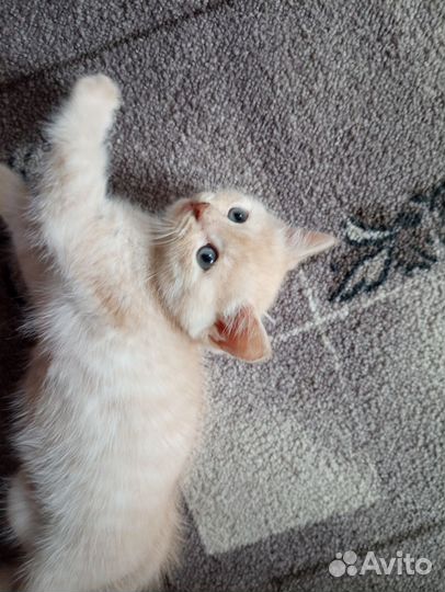 Отдам в добрые руки