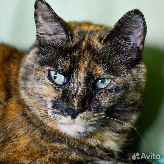 Отдам кошечку Ванессу