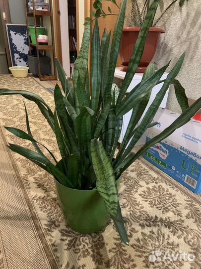 Большой комнатный цветы