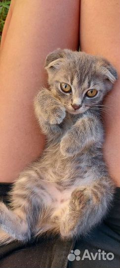 Шотландская вислоухая кошка бесплатно