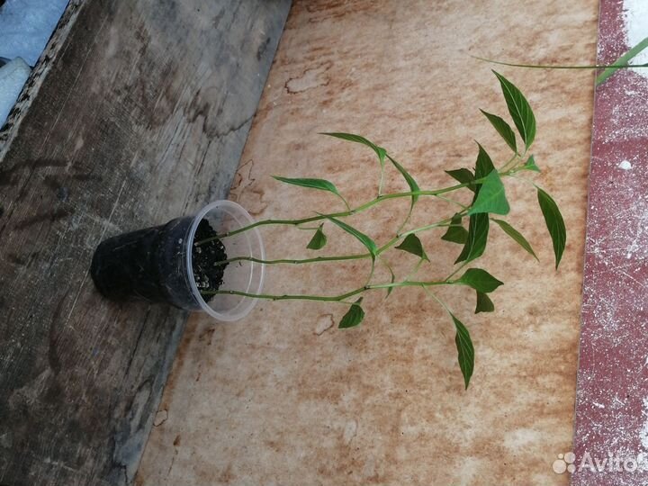 Перец красный острый