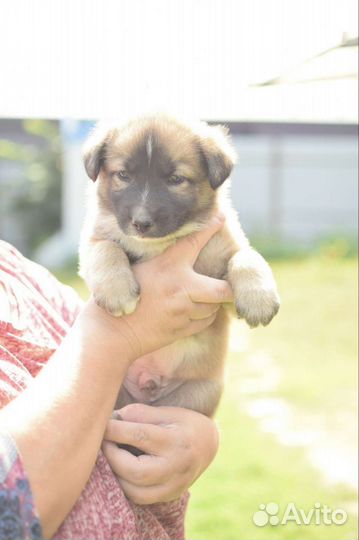 Щенки лайки