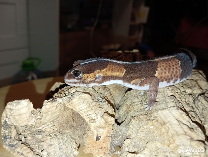 Гемитеконикс Африканских толстохвостый геккон