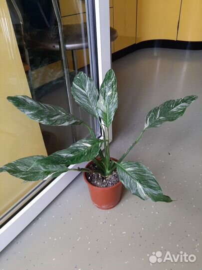 Спатифиллум gemini