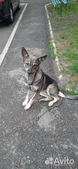 Молодая собака стерилизованная, преданная и умная