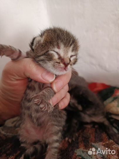 Котенок кошка кот