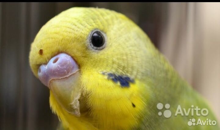 Волнистые попугаи от 1 месяца