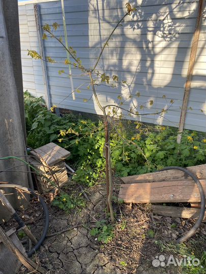 Саженец дуба