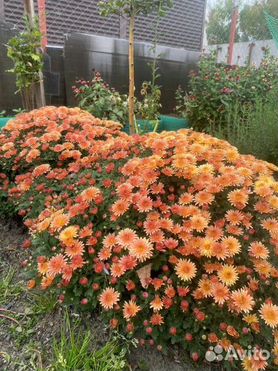 Хризантемы мультифлора шар