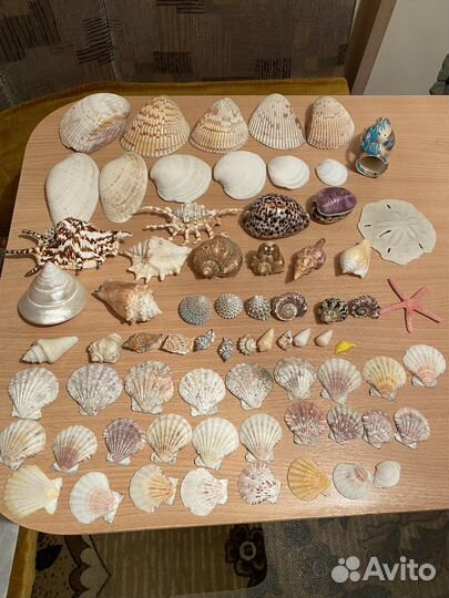 Ракушки для аквариума