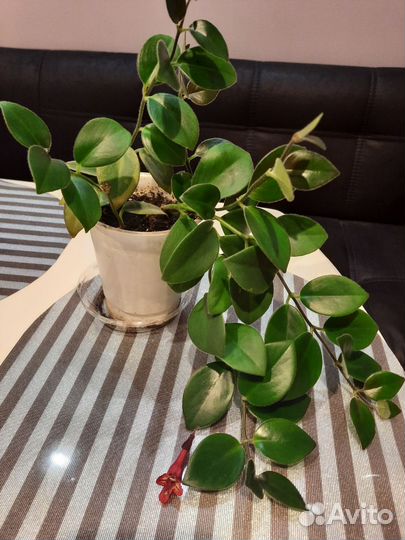 Эсхинантус Мона Лиза