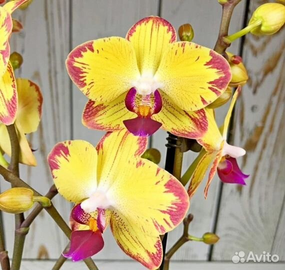Орхидея фаленопсис сортовые отцветы