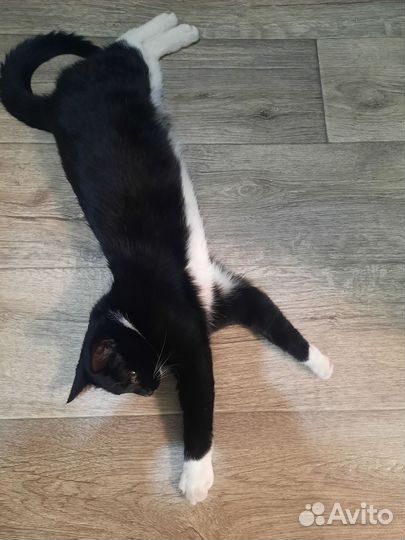 Котик в добрые руки