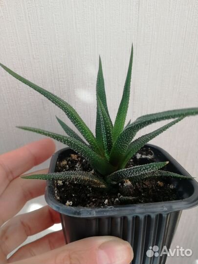 Хавортия полосатая