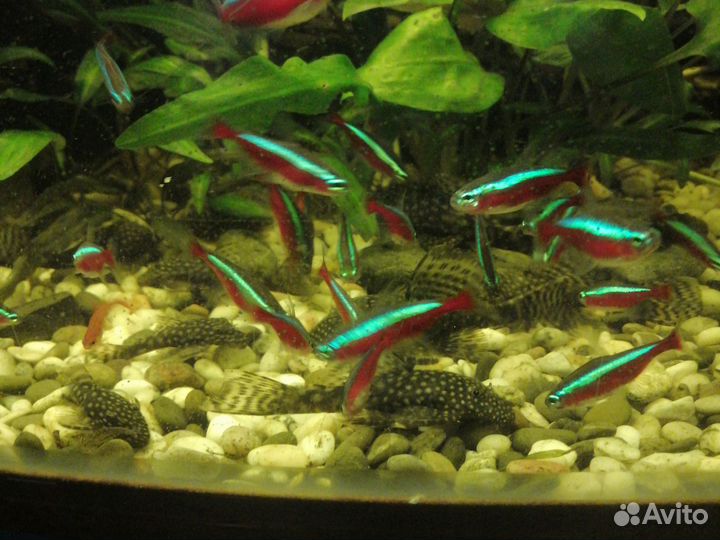 Аквариумные рыбы