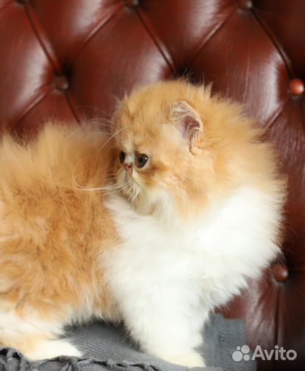 Персидские котята