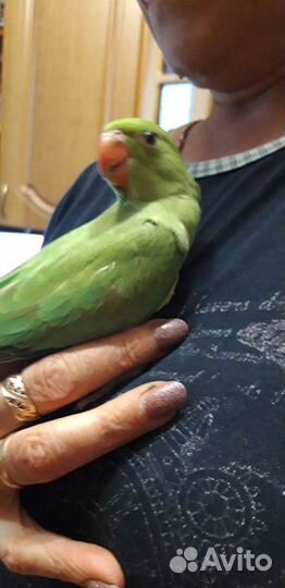 Ожереловый попугай птенцы