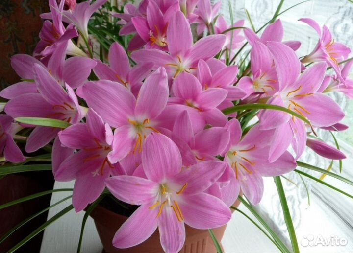 Зефирантес розовый и белый