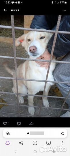 Собаки бесплатно в добрые руки