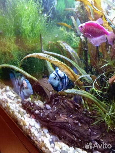 Рыбки Сапфировые попугаи