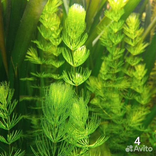 Аквариумные растения бесплатно